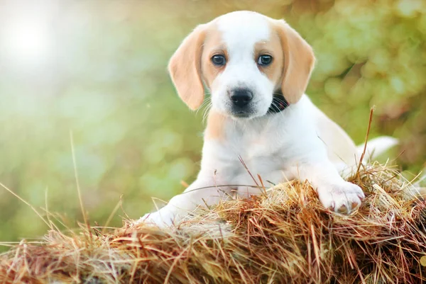 Χαριτωμένο Beagle Κουτάβι Σκυλί Κοντινό Πλάνο — Φωτογραφία Αρχείου