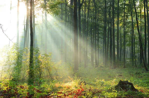 Mooie Ochtend Zonnestralen Het Bos — Stockfoto