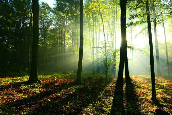 Çok Güzel Bir Sabah Yapraklara Ormandaki — Stok fotoğraf