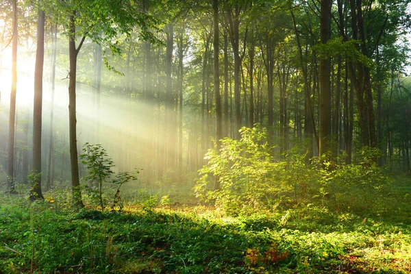 Прекрасные Утренние Солнечные Лучи Лесу — стоковое фото