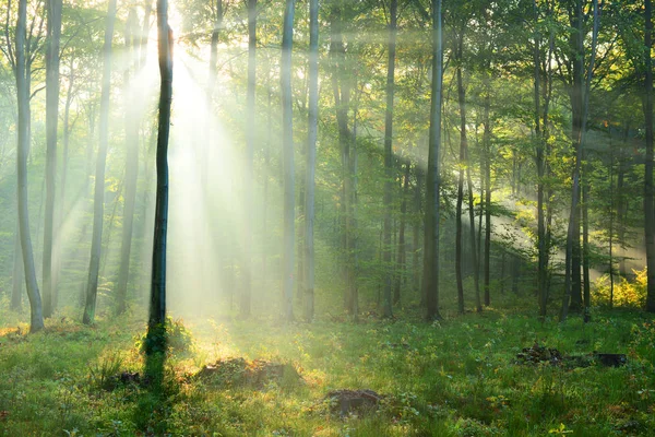 Hermosos Rayos Sol Matutinos Bosque —  Fotos de Stock