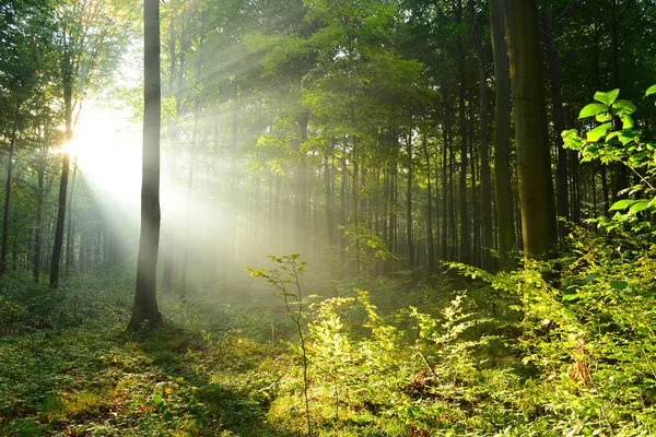 Όμορφο Πρωί Sunrays Στο Δάσος — Φωτογραφία Αρχείου