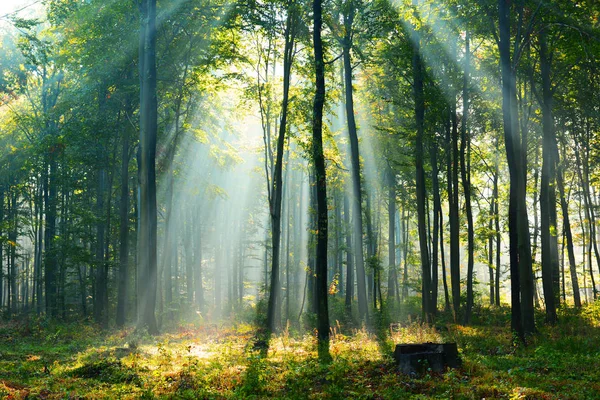 Schöne Morgensonnenstrahlen Wald — Stockfoto