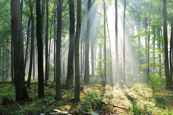 森林の美しい朝の日差し — ストック写真