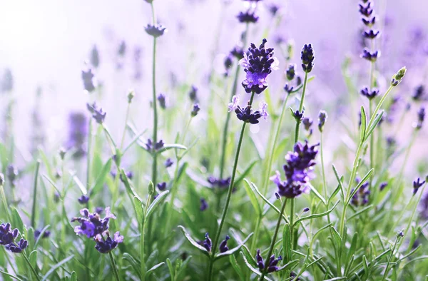 Nära Håll Utsikt Över Blommande Lavendel Blommor — Stockfoto