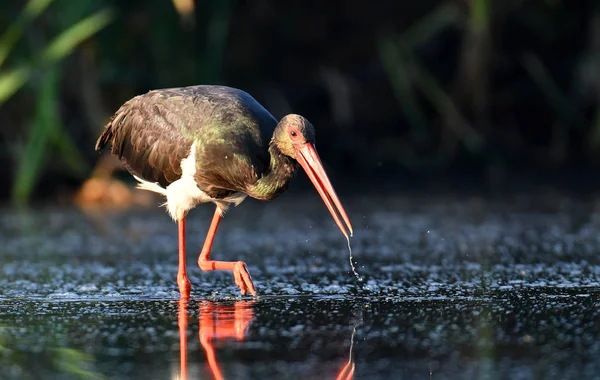 Vacker Svart Stork Jakt Floden — Stockfoto