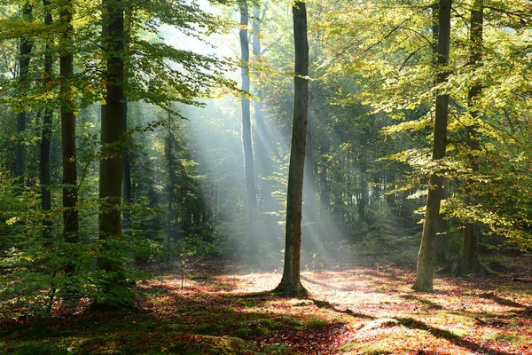 Szép Reggel Sunrays Erdő — Stock Fotó