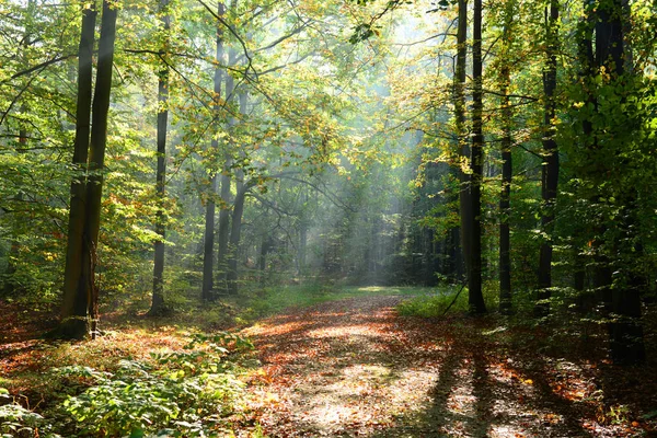 Mooie Ochtend Zonnestralen Het Bos — Stockfoto