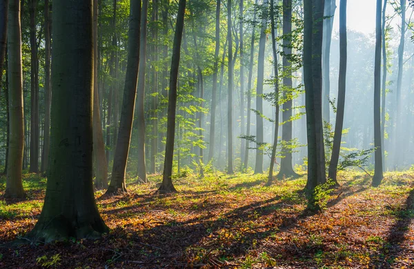 Mooie Ochtend Zonnestralen Het Bos — Stockfoto