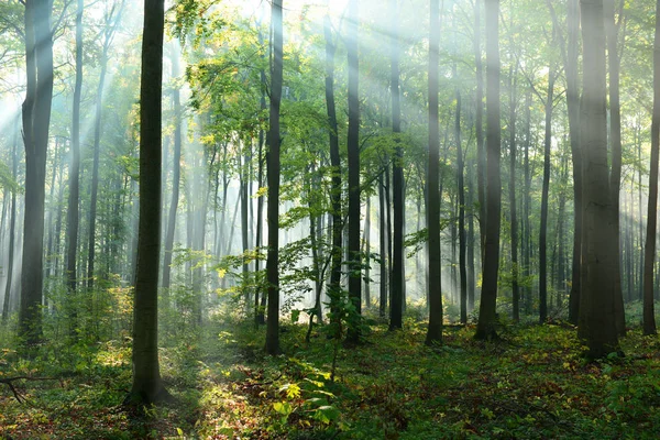 Sunrays Piękny Poranek Lesie — Zdjęcie stockowe