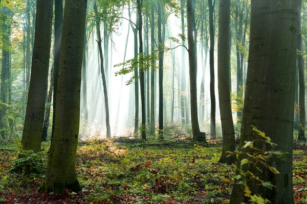 Mooie Ochtend Zonnestralen Het Bos — Stockfoto