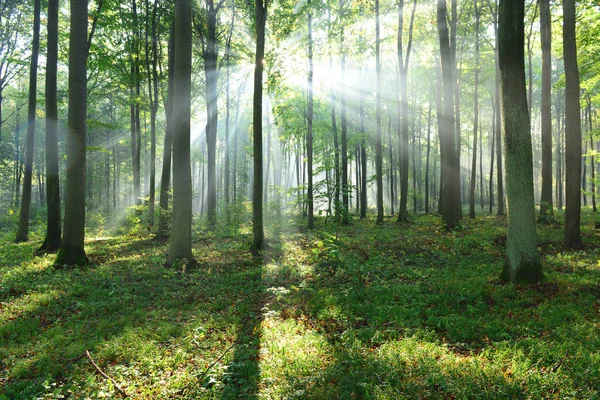 Mooie Ochtend Zonnestralen Het Bos — Stockfoto