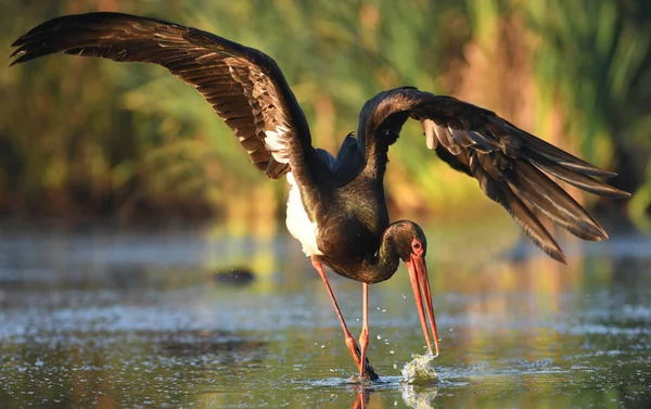 Vacker Svart Stork Jakt Floden — Stockfoto