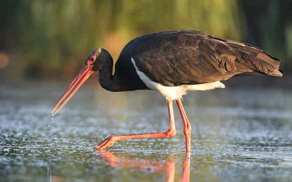 Vacker Svart Stork Jakt Floden — Stockfoto