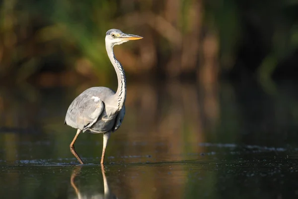 Beautiful Grey Heron Natural Habitat — Stock Photo, Image