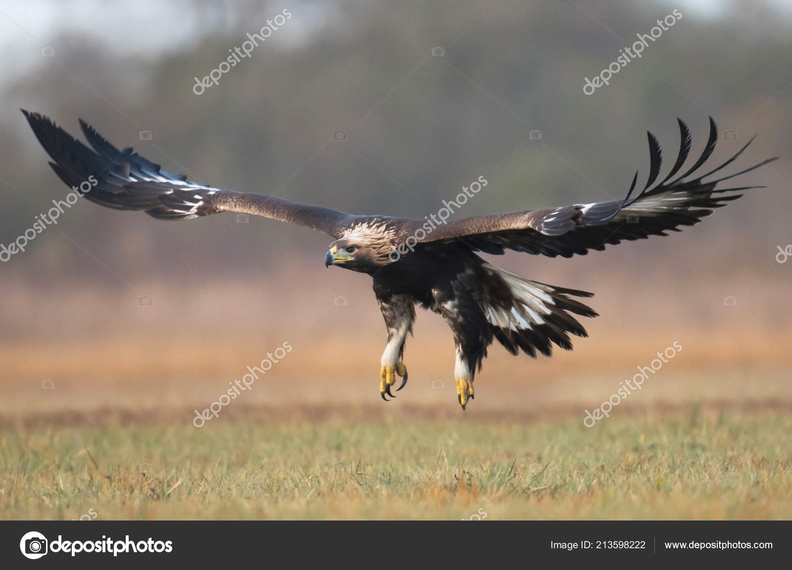 Close View Golden Eagle Natural Habitat Stock Photo