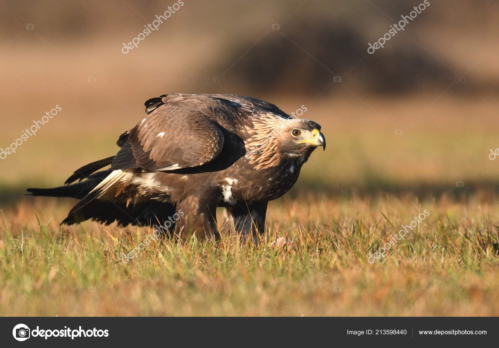 Close View Golden Eagle Natural Habitat Stock Photo