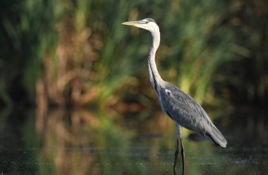 Doğal ortamlarında güzel gri balıkçıl