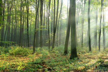 Çok güzel bir sabah güneş ışınları sisli orman