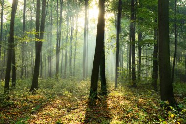 Çok güzel bir sabah güneş ışınları sisli orman