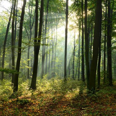 Çok güzel bir sabah güneş ışınları sisli orman