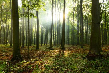 Çok güzel bir sabah güneş ışınları sisli orman