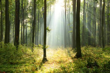 Çok güzel bir sabah güneş ışınları sisli orman