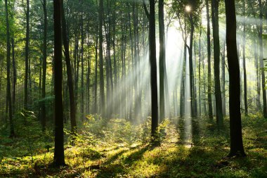 Çok güzel bir sabah güneş ışınları sisli orman