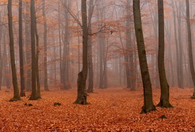 Sonbahar ormandaki güzel misty sabah