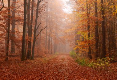 Sonbahar ormandaki güzel misty sabah