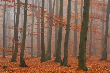 Sonbahar ormandaki güzel misty sabah
