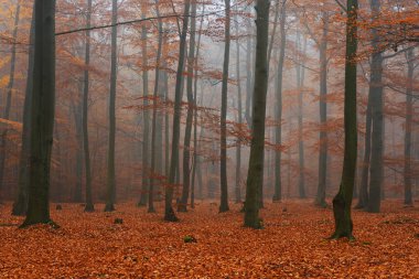 Sonbahar ormandaki güzel misty sabah