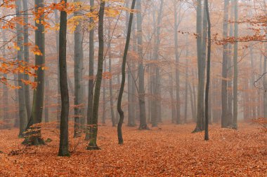 Sonbahar ormandaki güzel misty sabah