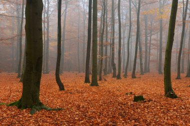 Sonbahar ormandaki güzel misty sabah
