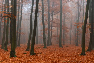Sonbahar ormandaki güzel misty sabah
