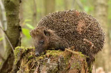 Close up vierw of cute little hedgehog clipart