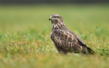 Doğal yaşam alanı içinde genç bayağı şahin görünümünü kapat