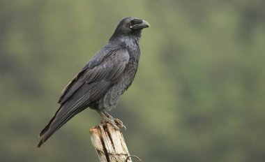 Siyah kuzgun görünümü kapatın  
