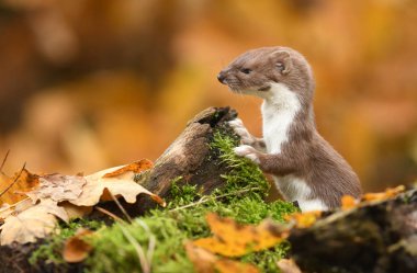 Close up view of cute weasel in autumn forest clipart