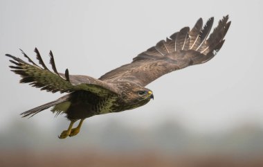 Common buzzard flying in natural habitat clipart