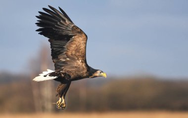 Beyaz kuyruklu kartal uçan görünümü kapatın 