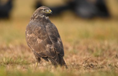 Doğal yaşam alanı içinde genç bayağı şahin görünümünü kapat