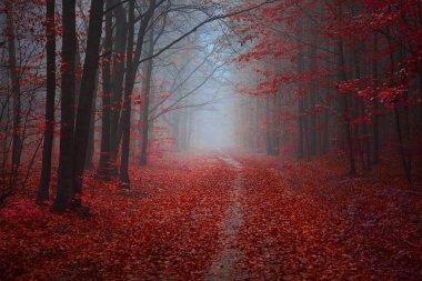 Güzel sonbahar sisli gün ormanda