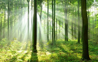 Çok güzel bir sabah yapraklara ormandaki