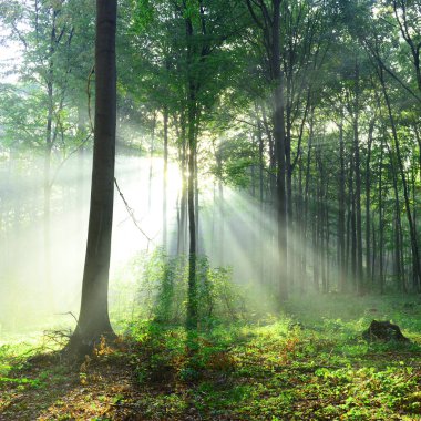 Çok güzel bir sabah yapraklara ormandaki