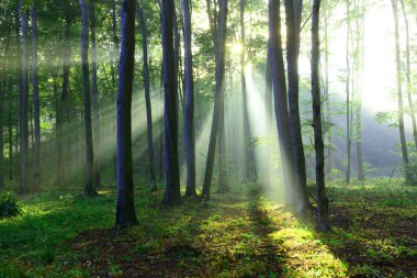 Çok güzel bir sabah yapraklara ormandaki