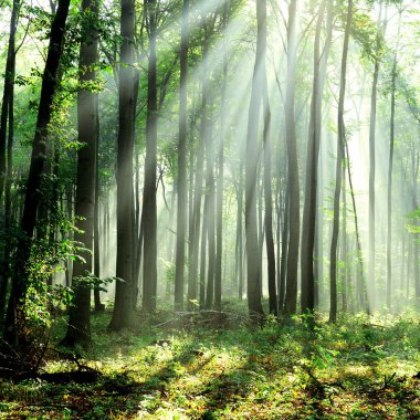 Çok güzel bir sabah yapraklara ormandaki