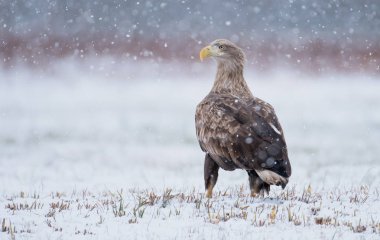 Beyaz kuyruklu kartal doğal ortamlarında görünümünü kapat