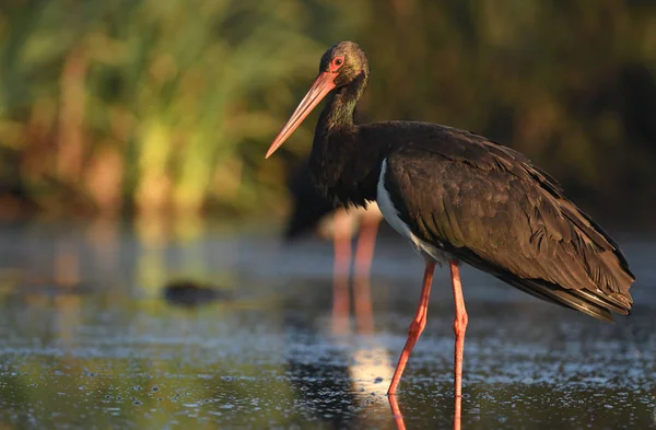 Vacker Svart Stork Jakt Floden — Stockfoto