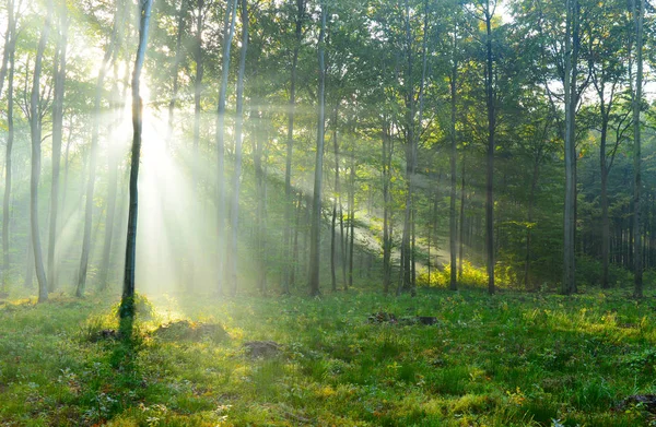 霧の森で美しい朝の木漏れ日 — ストック写真